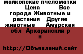  майкопские пчеломатки F-1  › Цена ­ 800 - Все города Животные и растения » Другие животные   . Амурская обл.,Архаринский р-н